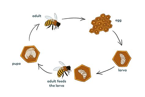 How do you bring bees back to life?